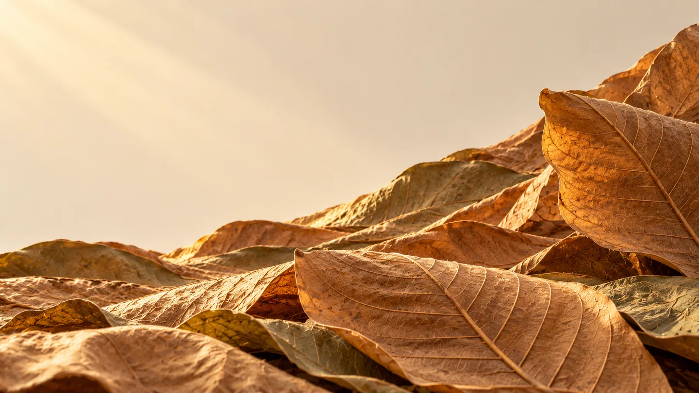 Sculptural landscape of broad dried teak leaves